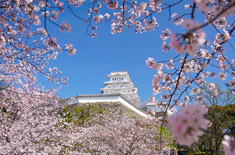 Himeji Castle Cherry Blossom 2026 Forecast｜Must go to one of the 