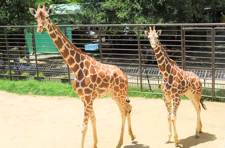 姫路市立動物園 - お城に隣接する全国でも珍しい動物園｜入園料はなんと大人250円！ミニ遊園地も♪