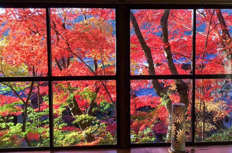 Top 4 Autumn Foliage Spots in Himeji｜From Major Attractions such as Himeji Castle to Hidden Historic Cafés — With Event Information